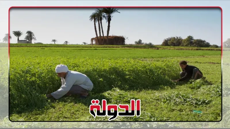غرينبيس الشرق الأوسط وشمال أفريقيا توصي بتعزيز الاستثمارات الخضراء العادلة والشاملة في مصر في ظل توجهها نحو مزيد من الطاقة المتجددة