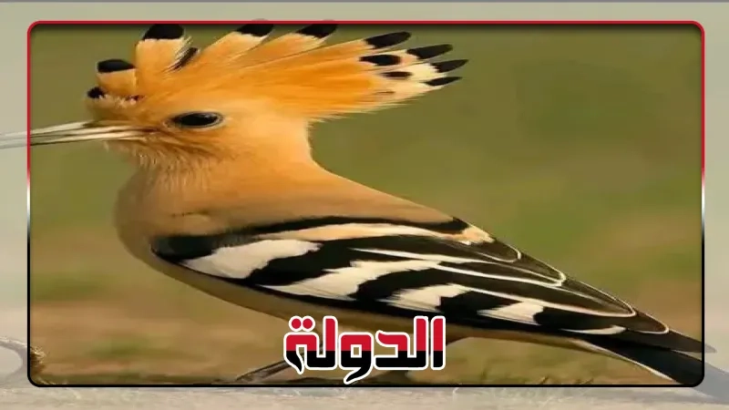 معلومة ..عن الهدهد .. ذكر فى القرآن ويحرم ذبحة.. أوقتلة..