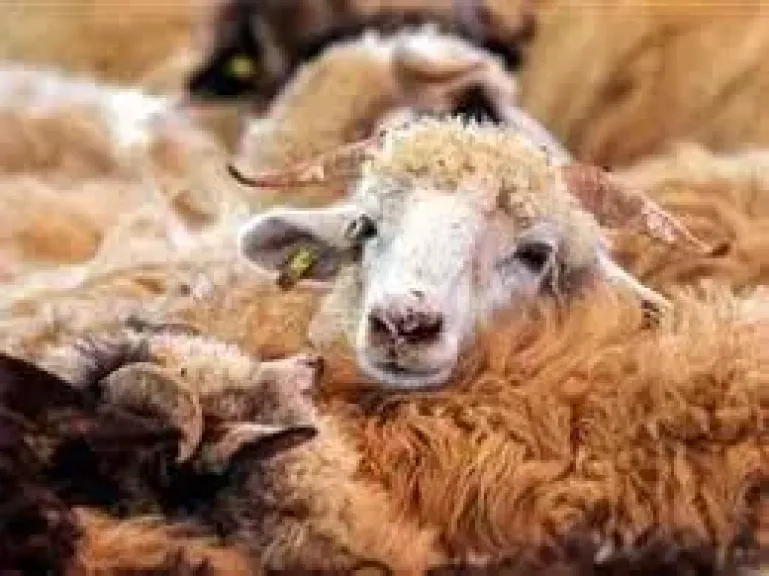 24 ساعة على آخر موعد لذبح الأضاحى.. اعرف التفاصيل