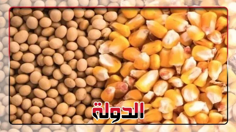 تراجع واردات مصر من الذرة وفول الصويا خلال الربع الأول من العام الجاري طباعة