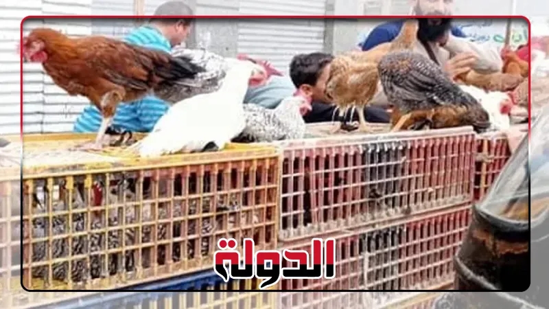تفاصيل انخفاض أسعار الدواجن والبط في الأسواق المصرية اليوم 27 يونيو