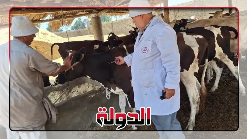 بيطرى الشرقيةتحصين ٢٩٨ ألف رأس ماشية ضدالحمى القلاعية والوادى