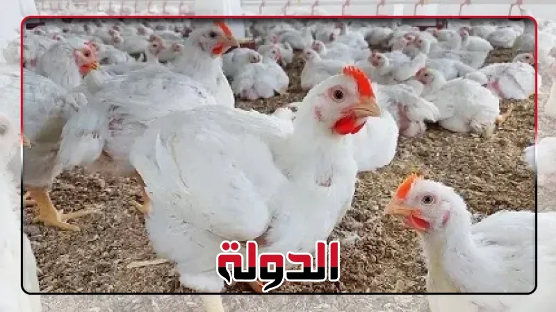 انخفاض أسعار الدواجن والبانيه اليوم الاثنين بالأسواق