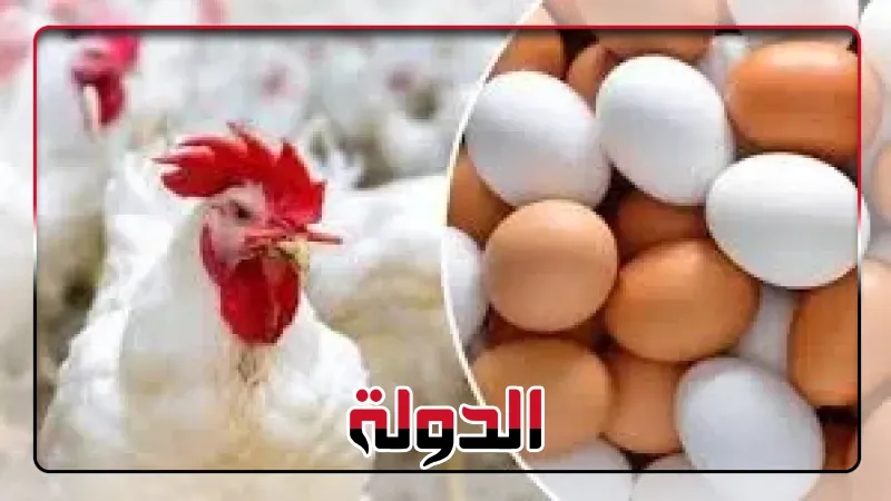تعرف على أسعار الدواجن اليوم الجمعة 15 أغسطس 2025 فى الإسماعيلية