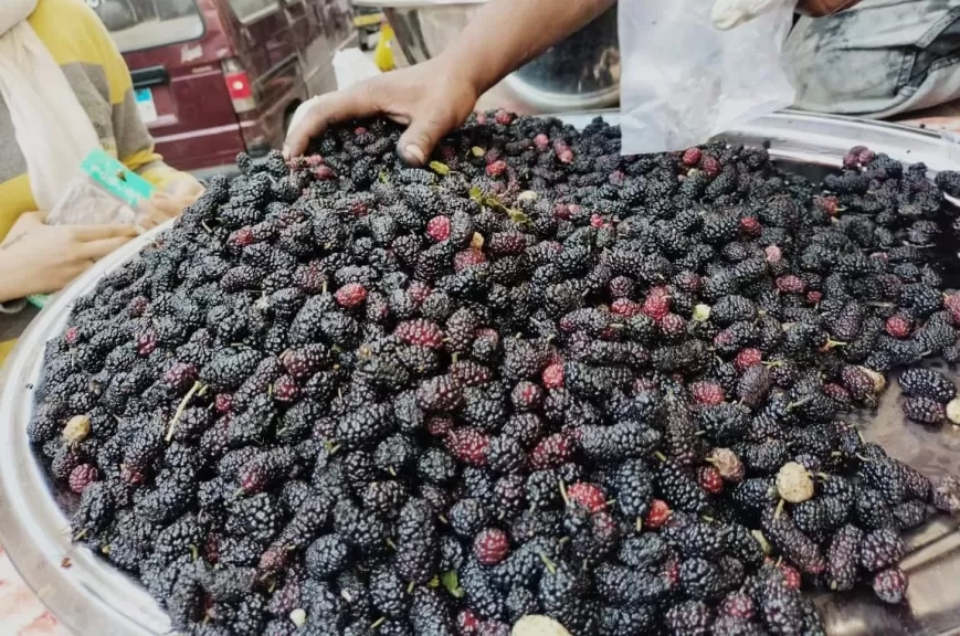 بشاير فصل الربيع.. فوائد تناول «التوت الأسود»