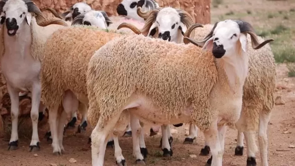 عيد الاضحى 2025.. هل يجوز شراء الأضاحي «أونلاين» عبر الإنترنت؟