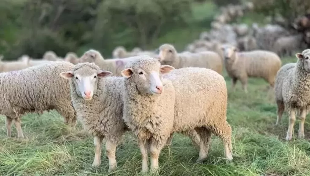 شروط ذبح الأضحية قبل عيد الأضحى