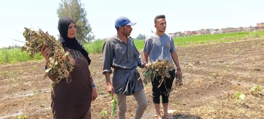 مأساة مزارع يفقد نصف محصول القطن بسبب مجهولين في كفرالشيخ.. ورسالة استغاثة: 'بيتنا انخرب'