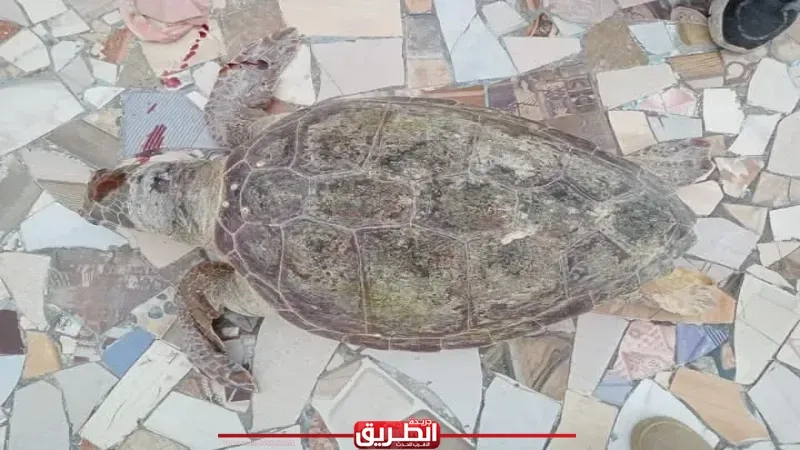 علوم البحار: العثور على سلحفاة بحرية نافقة بشاطئ النخيل ونقلها لتحنيطها بمتحف الإسكندرية