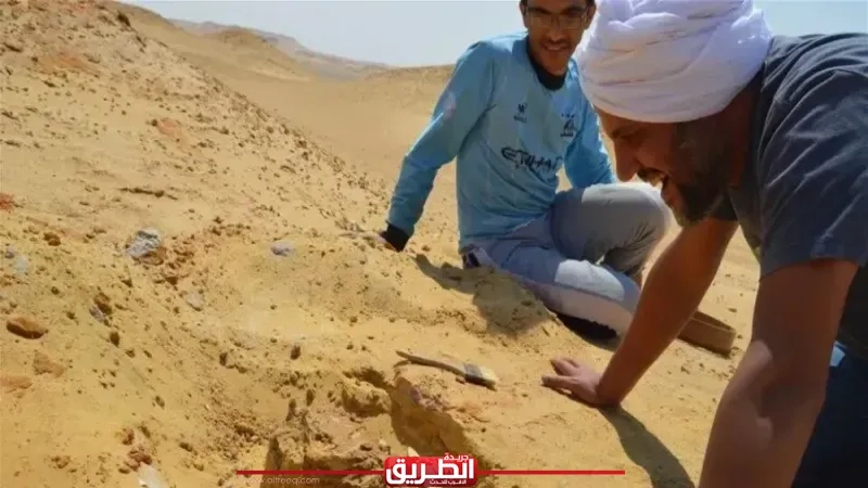 اكتشاف مذهل في مصر.. جمجمة كاملة لمفترس عملاق عمره 30 مليون سنة