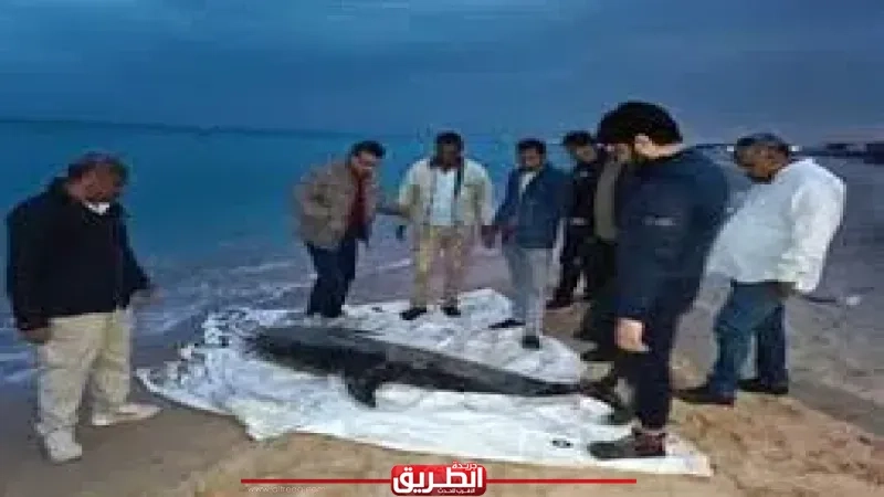 العثور على دولفين نافق ونقله لتحنيطه بمعهد علوم البحار والمصايد بالسويس