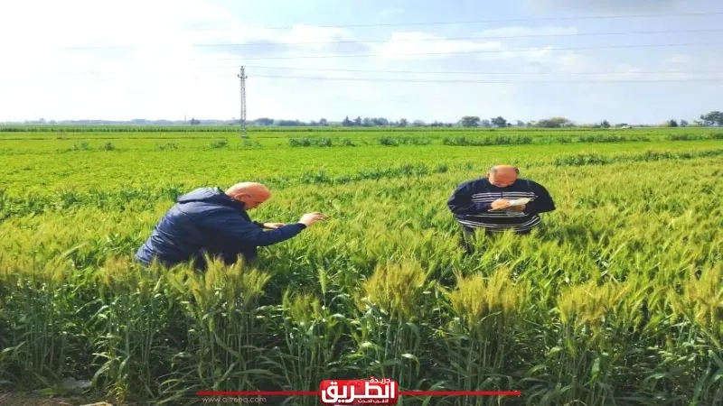 لجان المكافحة بزراعة البحيرة تتفقد القمح للاطمئنان على حالة المحصول بسبب التغيرات الجوية