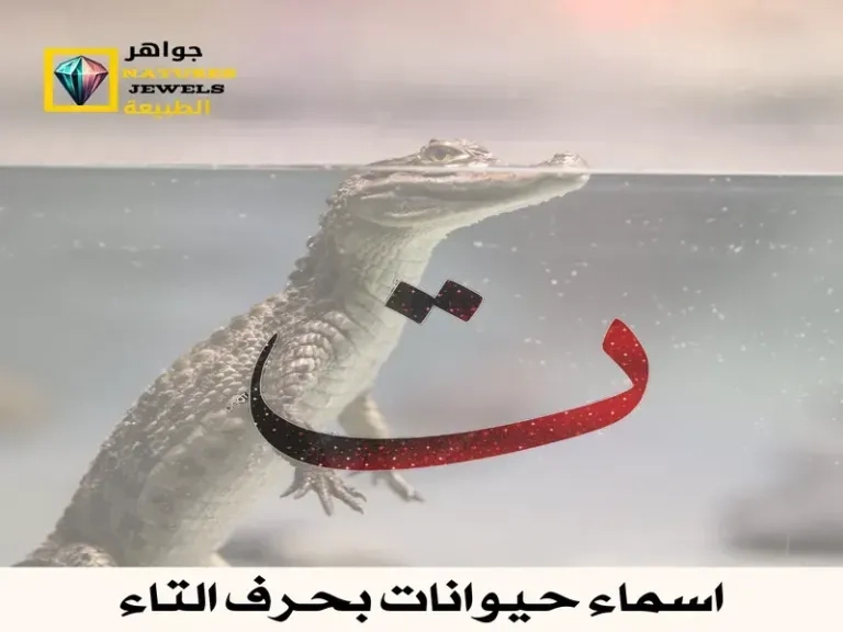 حيوان بحرف التاء - التيس - رمز القوة والاعتماد على النفس في عالم الحيوان