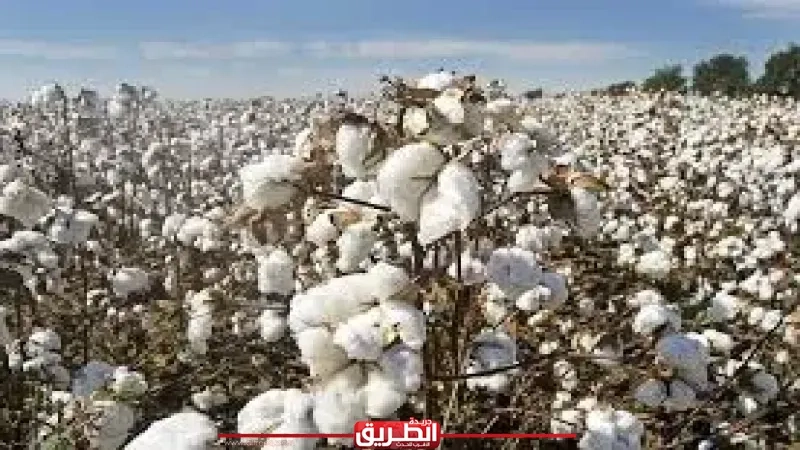 'الصناعات النسيجية':القطن المصري يستعيد مكانته عالميًا.. وتوسعات في الزراعة والتصنيع لزيادة القيمة المضافة