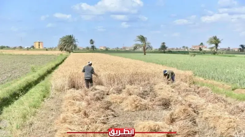 وزير التموين: استلام 360 طن من القمح المحلي لموسم 2025 بالفيوم
