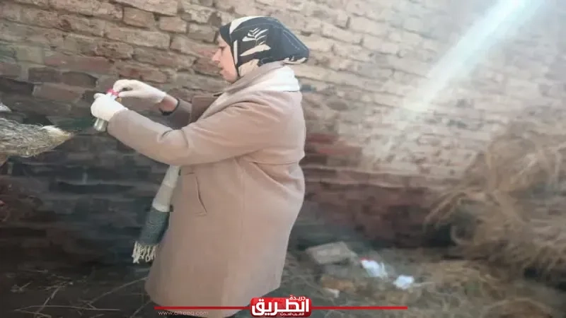 بيطري كفر الشيخ يواصل جهوده لحماية الثروة الداجنة