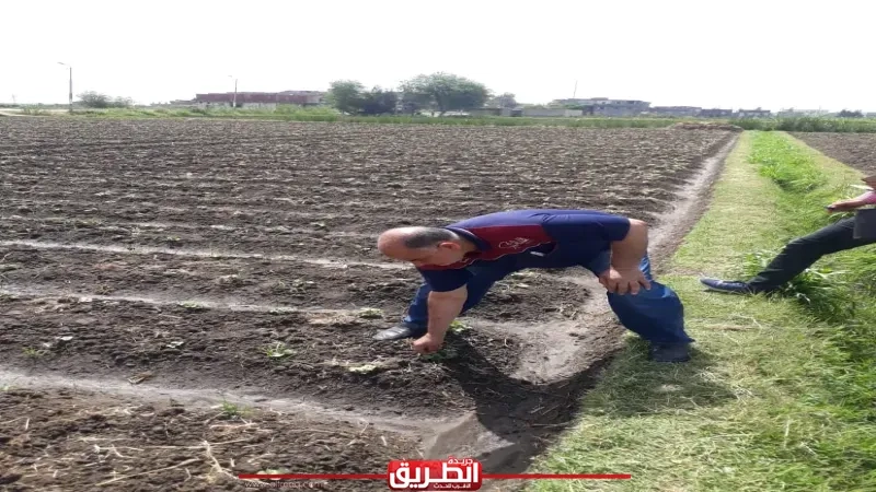 مكافحة الآفات بزراعة البحيرة تكثف جهودها استعدادا لزراعة المحاصيل الصيفية