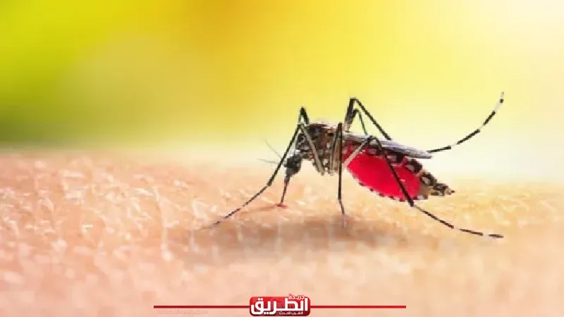 دراسة: البعوض الأشد شراسة وفتكا بالإنسان