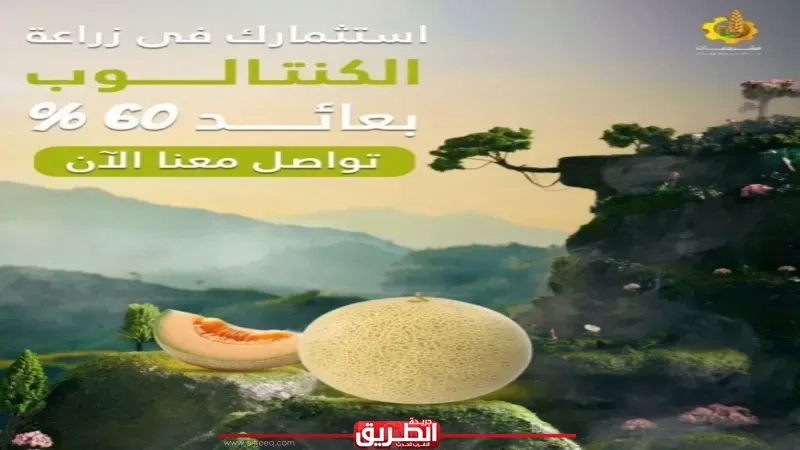 ماذا قالوا عن أفرولاند.. فيسبوك يجيب: 'لا يوجد ضمانات.. خلي فلوسك في إيدك أضمن'