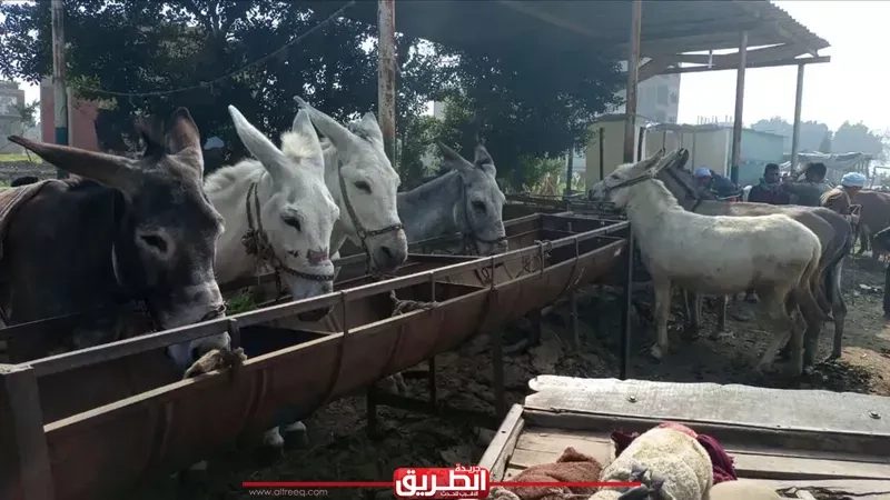 بيان هام من وزارة الزراعة حول تراجع أعداد الحمير