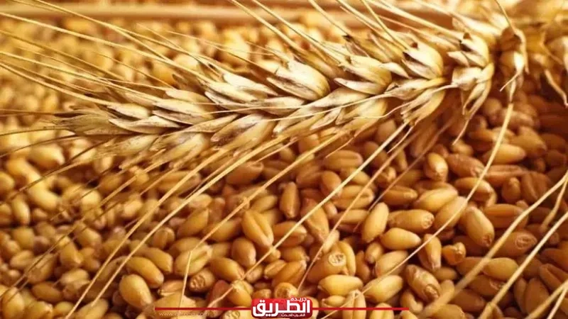 توريد 274 ألف طن قمح لشون وصوامع البحيرة