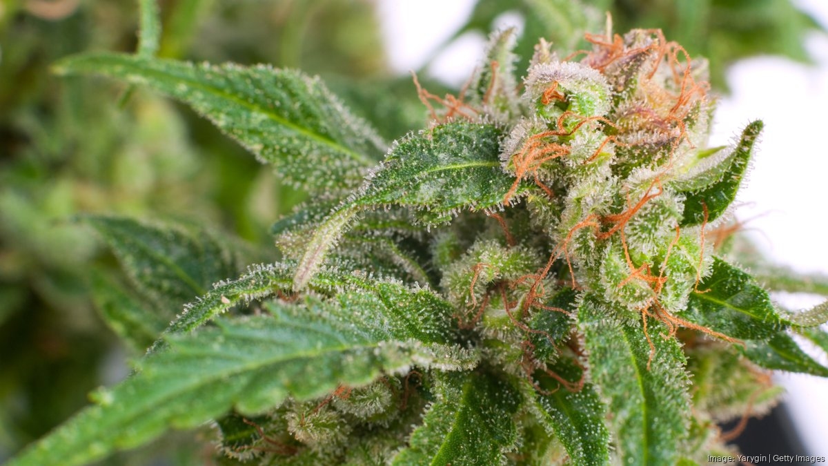 Co-owners of Missouri company at center of marijuana recall got green light for another license