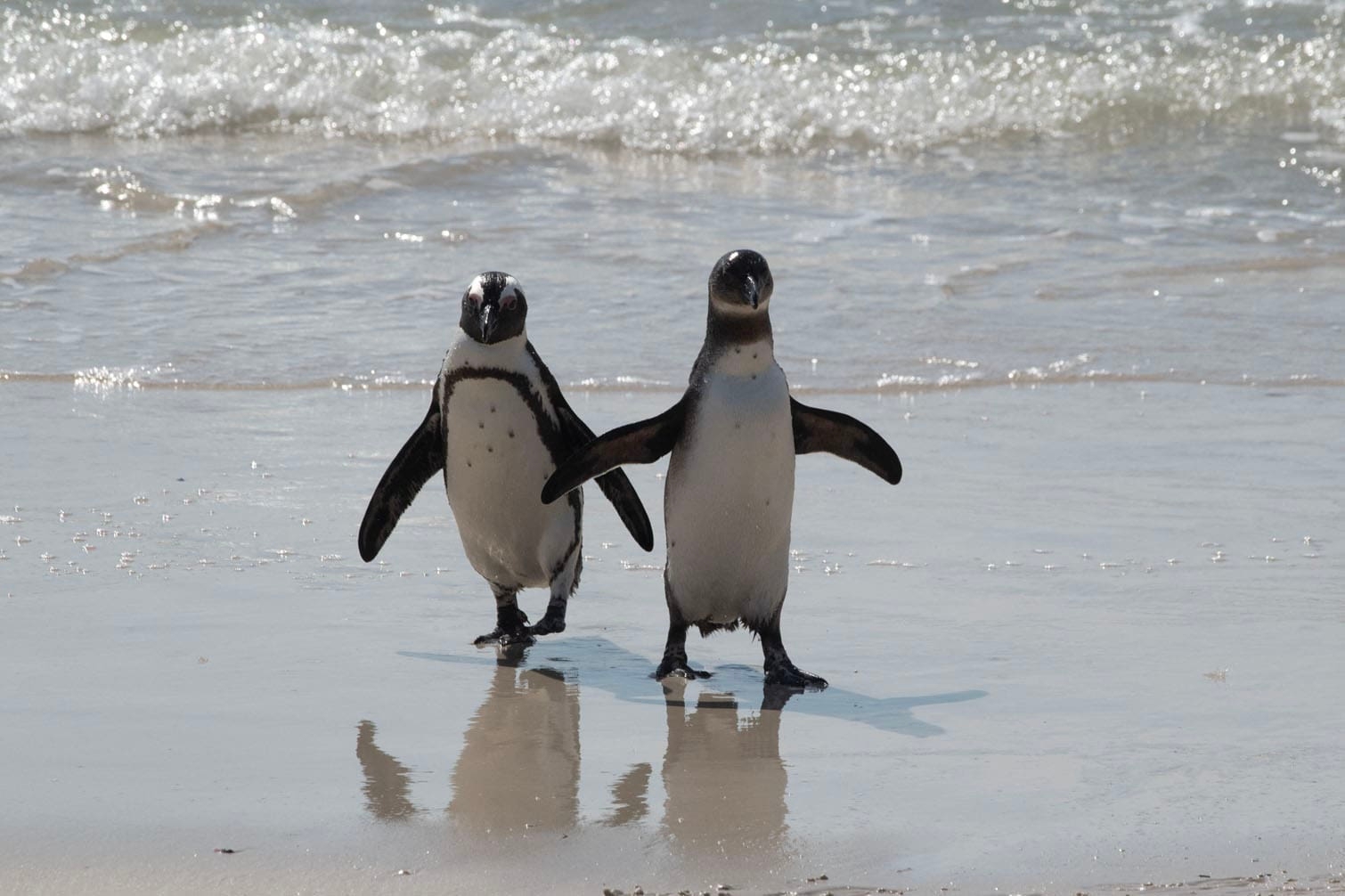 The fight to save the penguins