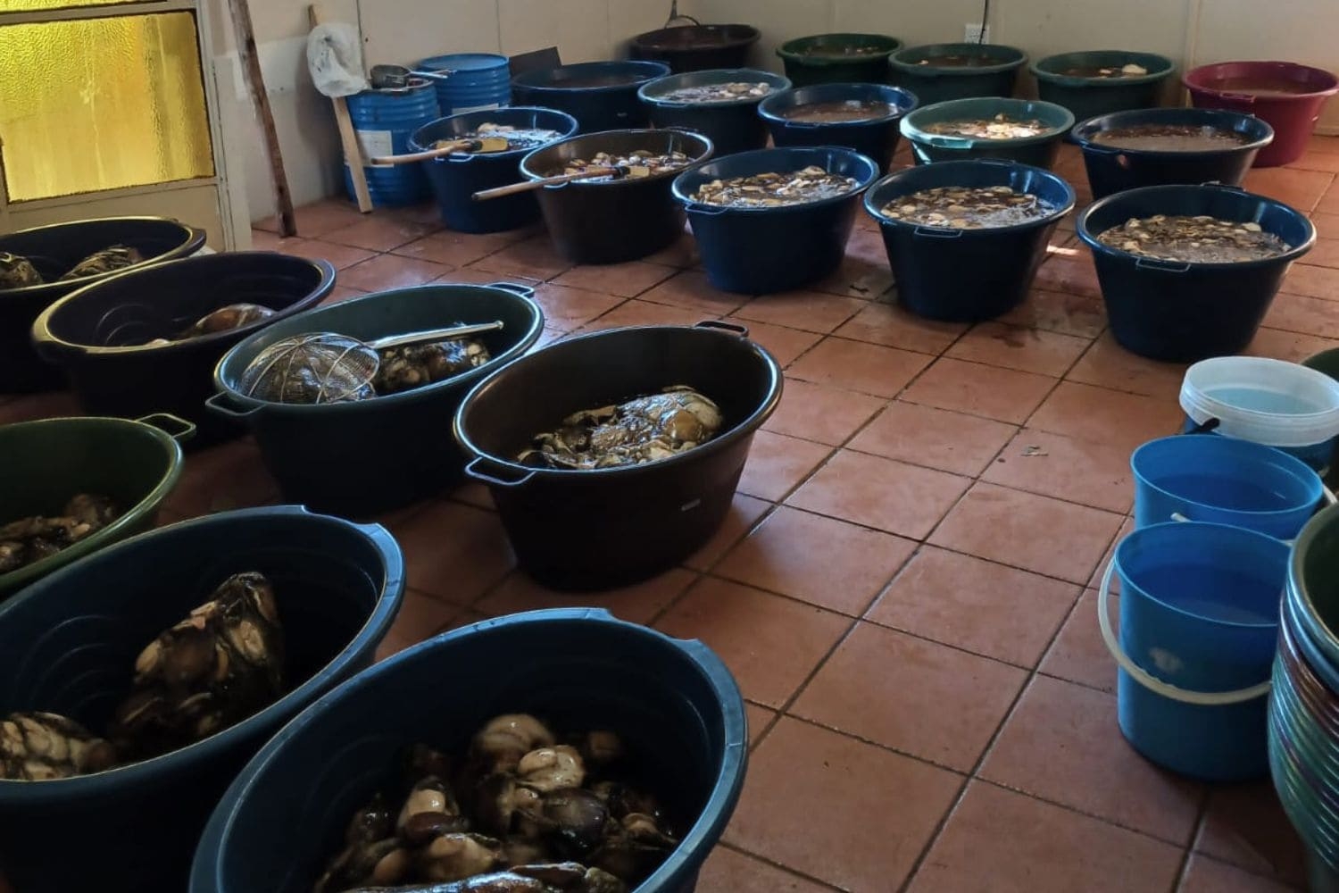 Five foreign nationals arrested holding abalone worth nearly R2m