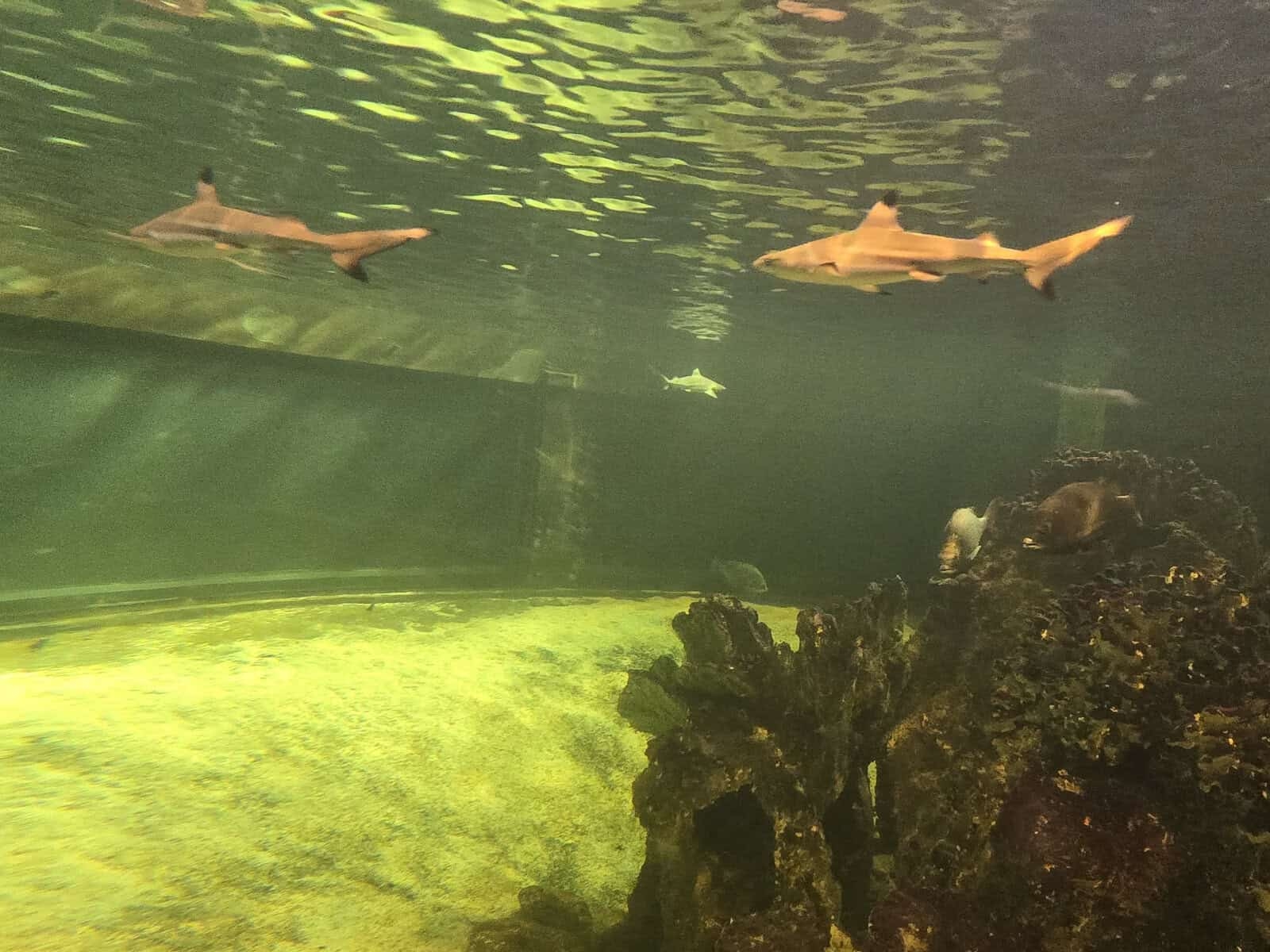 Here are the new additions to Pretoria Zoo's aquarium
