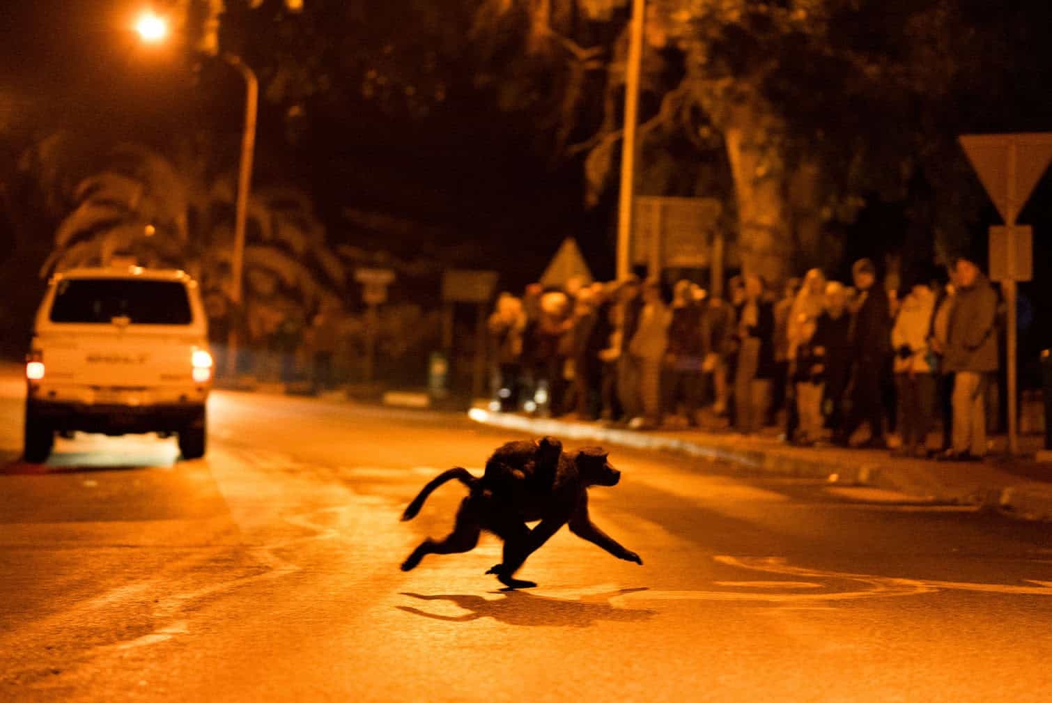 PICTURES: Baboons and humans clash in urban Kommetjie