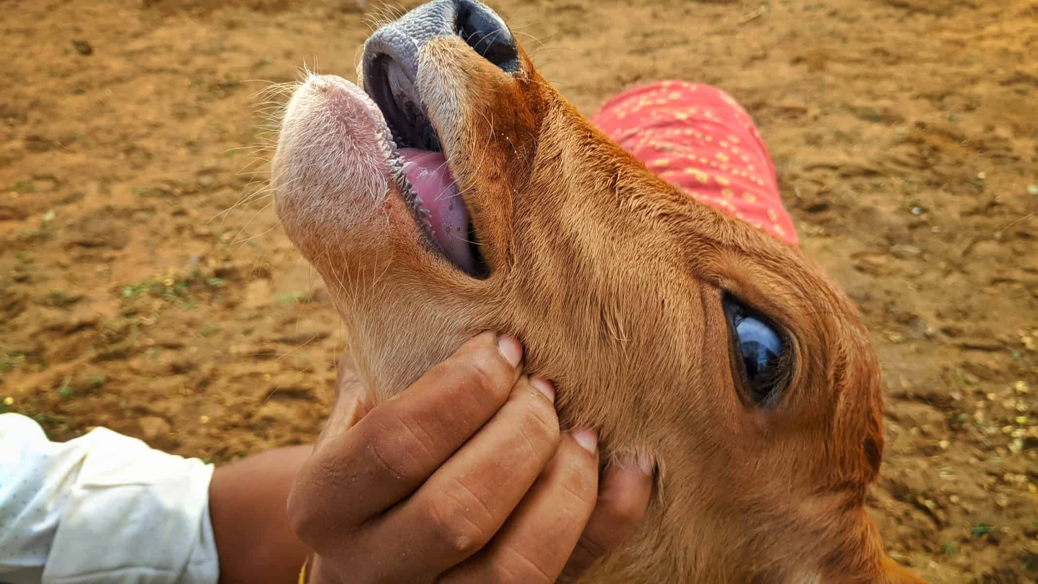 Farmers ‘on the edge' over crippling foot and mouth disease