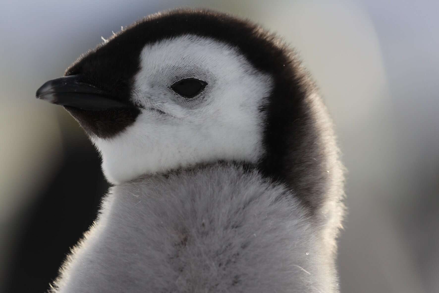 New penguin documentary: Healthy dose of cute
