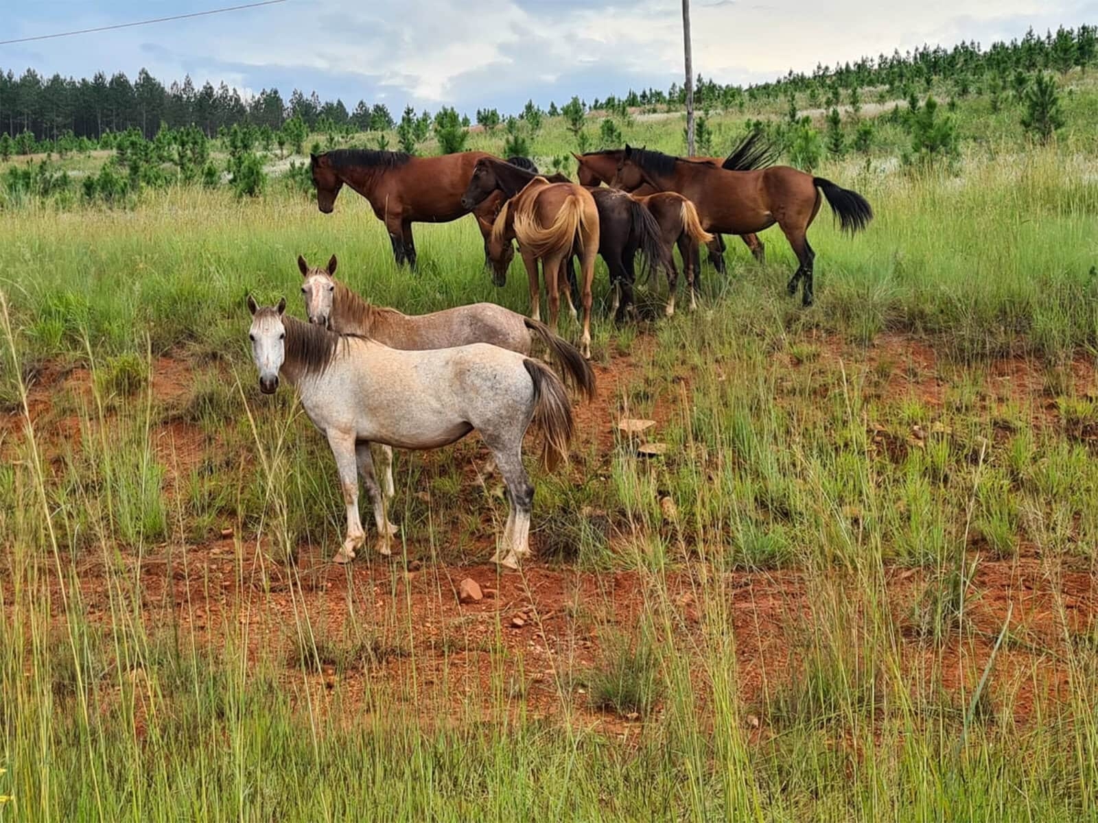 Kaapsehoop wild horses endangered by illegal mining, poaching