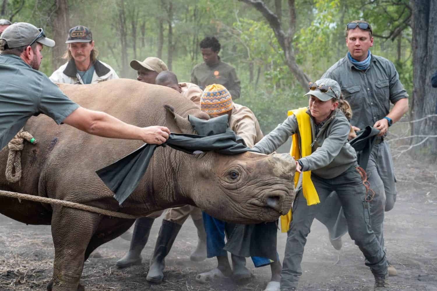 Rhino relocation: 10 giants successfully moved from South Africa to Mozambique