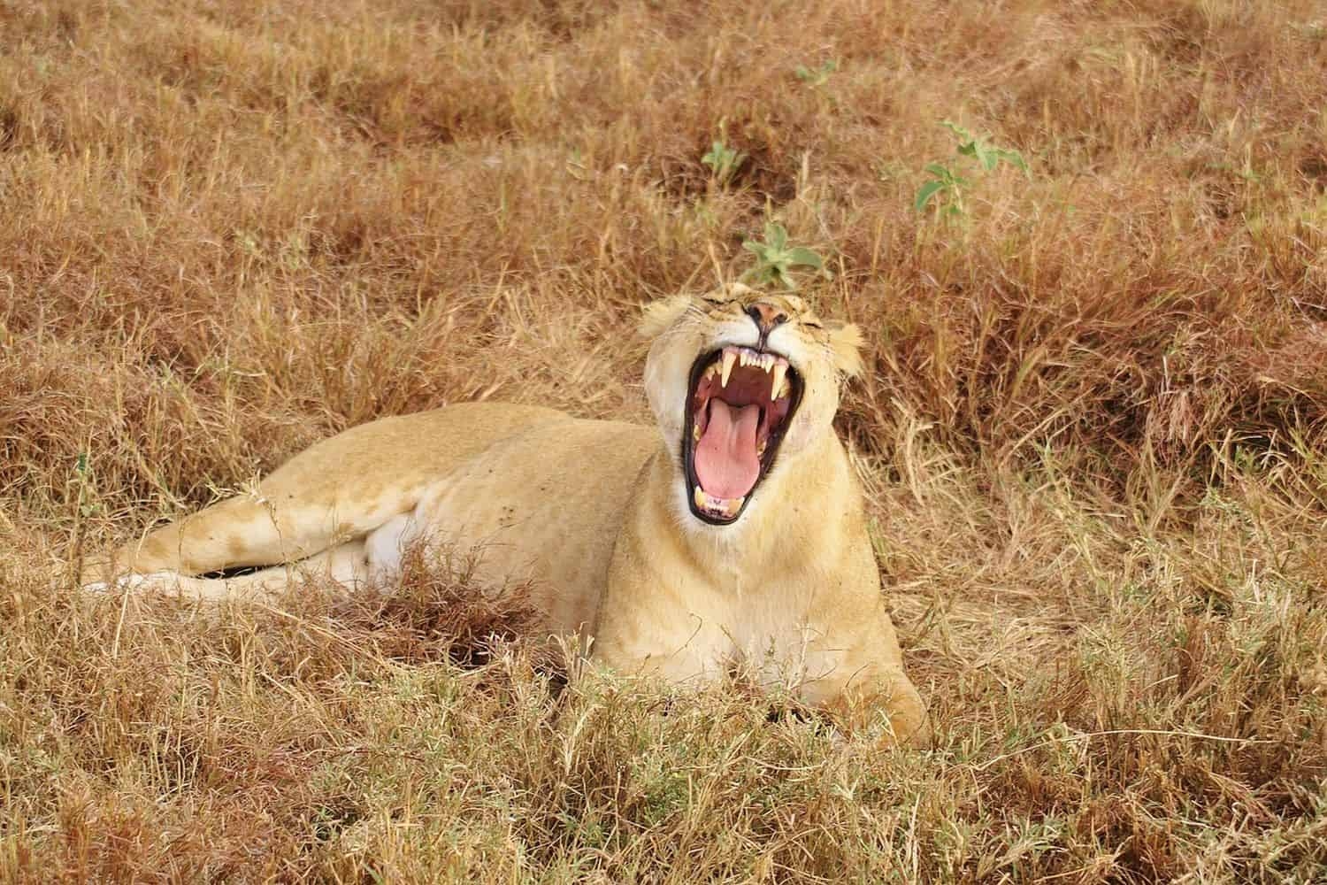 Woman tells of how she tried to fight off lion with her fists after it attacked her husband