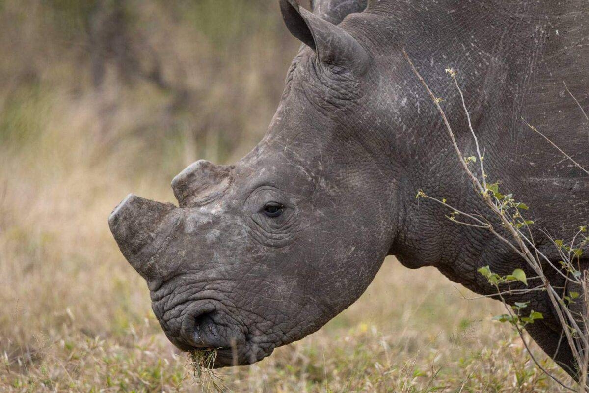 SA is in the forefront of saving rhinos from poaching