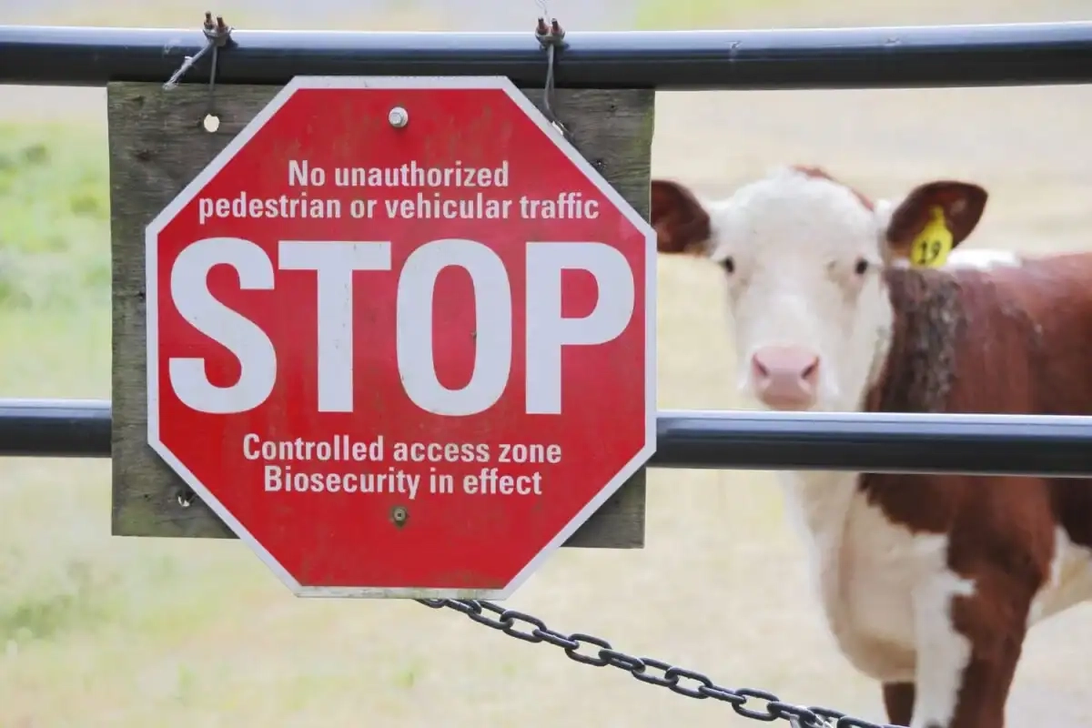 Rising meat costs will punish the poor