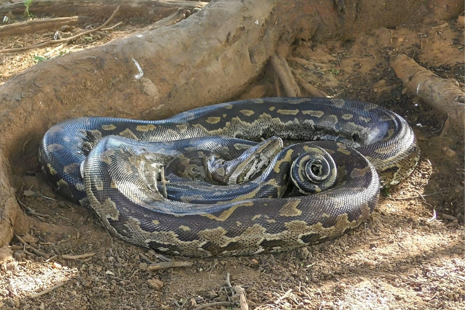 Python: Minors Caught in Wildlife Crime