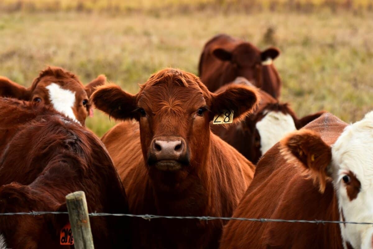 Foot-and-mouth disease outbreak rocks South Africa's cattle industry