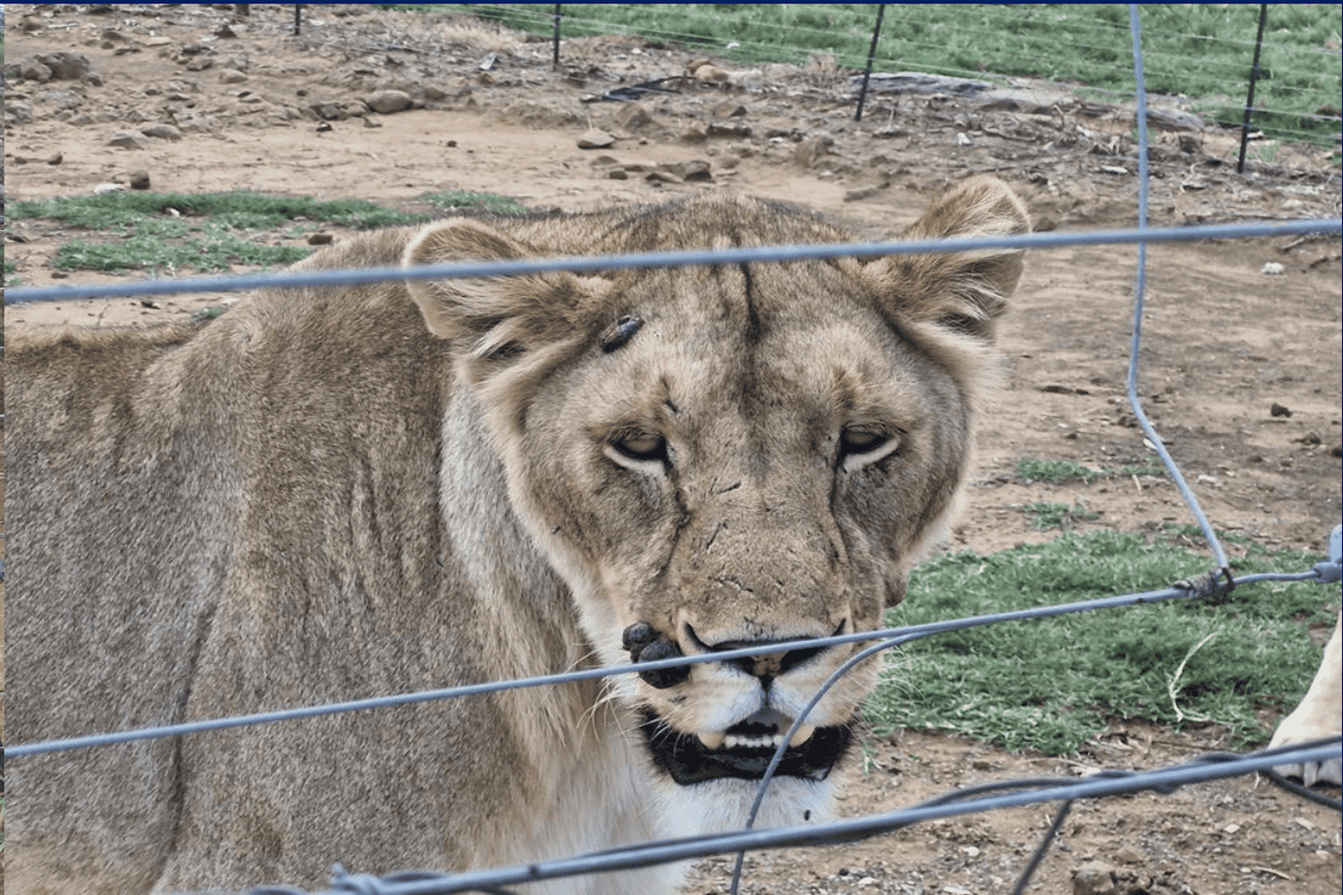 Lion breeding industry remains 'unchanged' says NSPCA