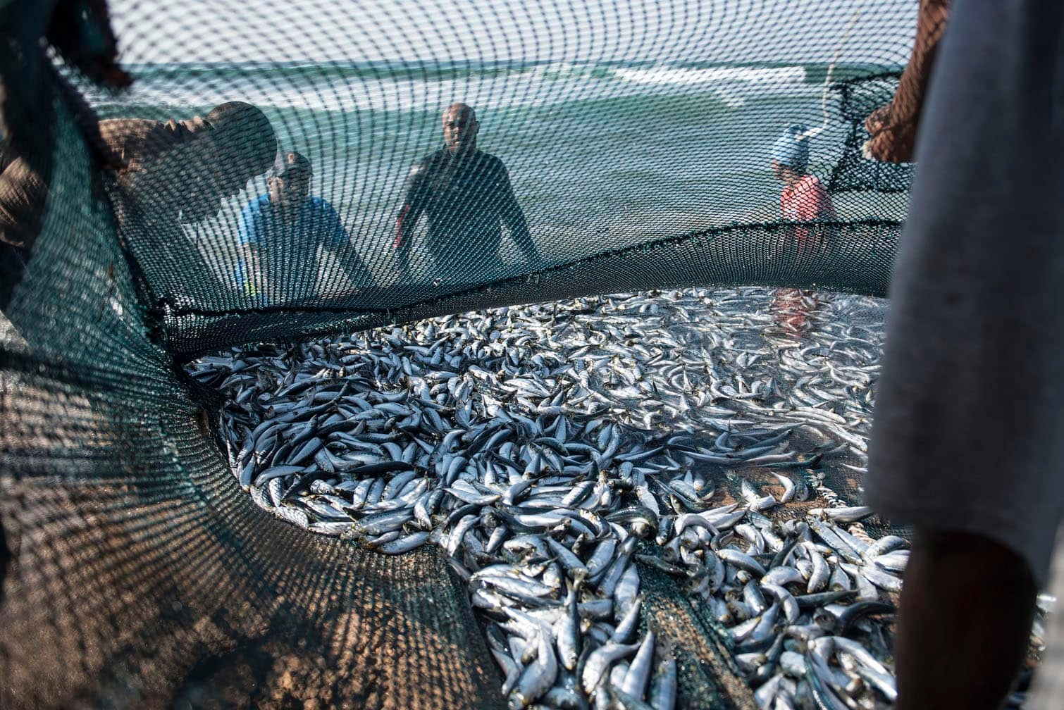 PICTURES: South Coast sardine run frenzy