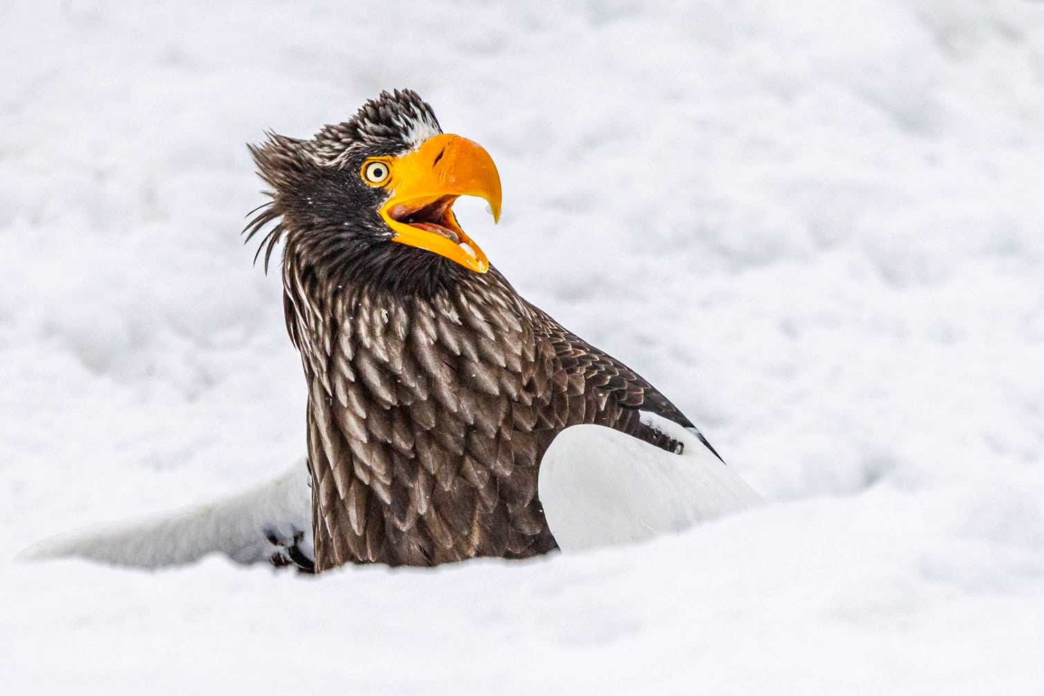 PICTURES: Funniest photos so far in 2025 Nikon Comedy Wildlife Awards