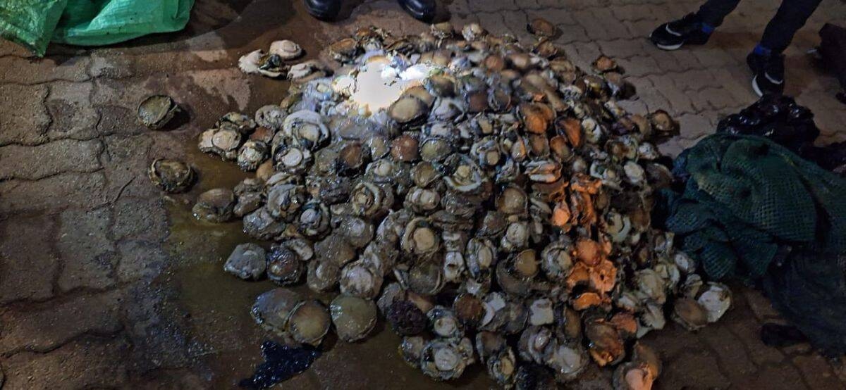 Five arrested in Jeffrey's Bay for possession of abalone worth R250 000