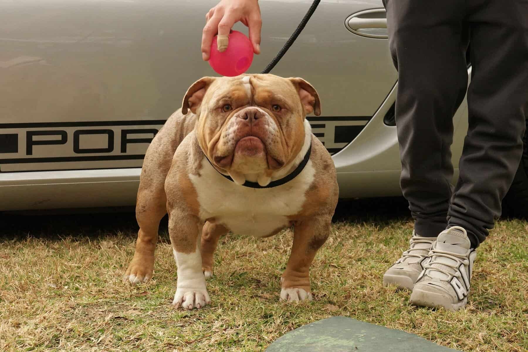 American Bully dog show in Centurion (video & pictures)
