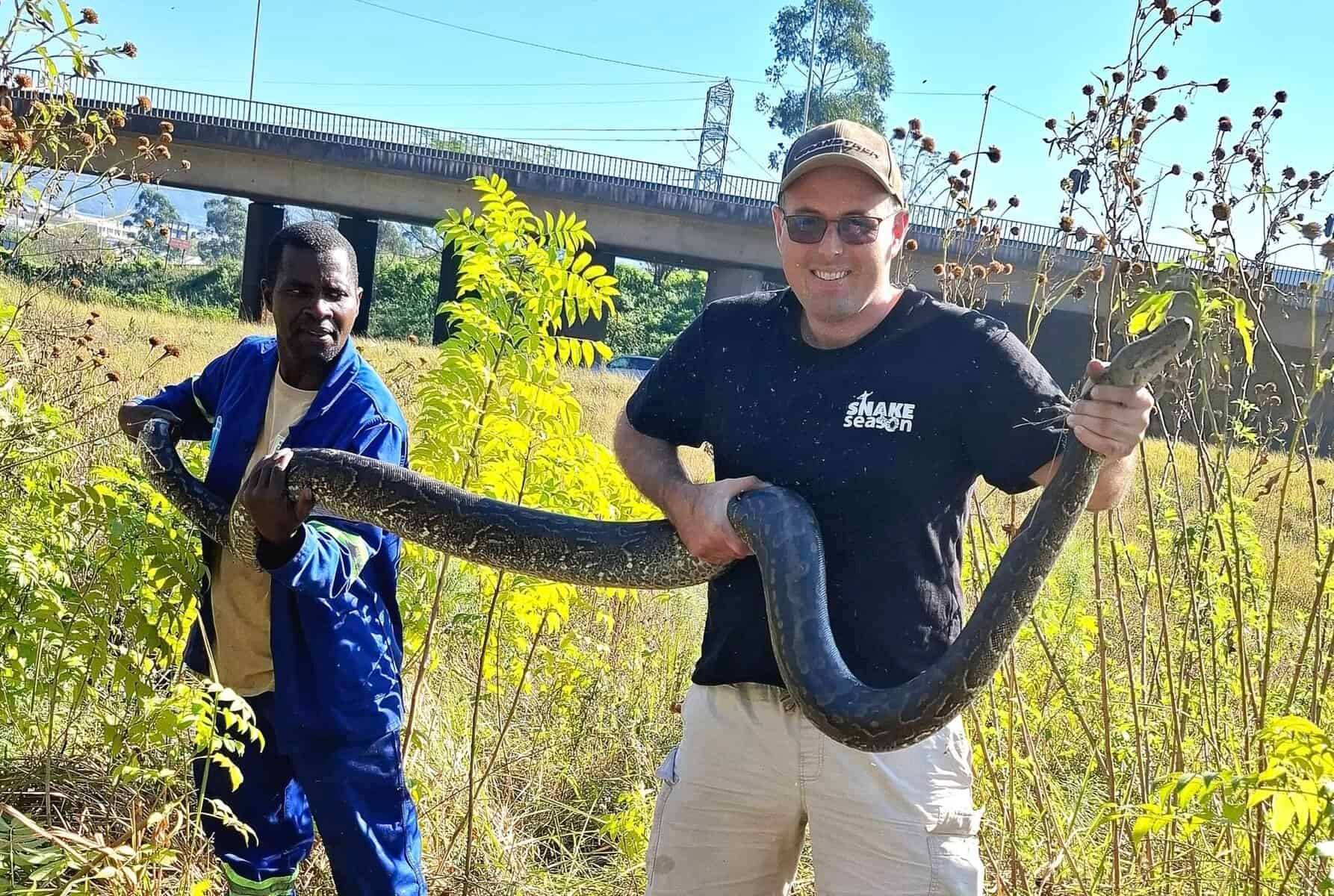 ‘Bloody Hell!' – Where did it come from? Large python caught in KZN