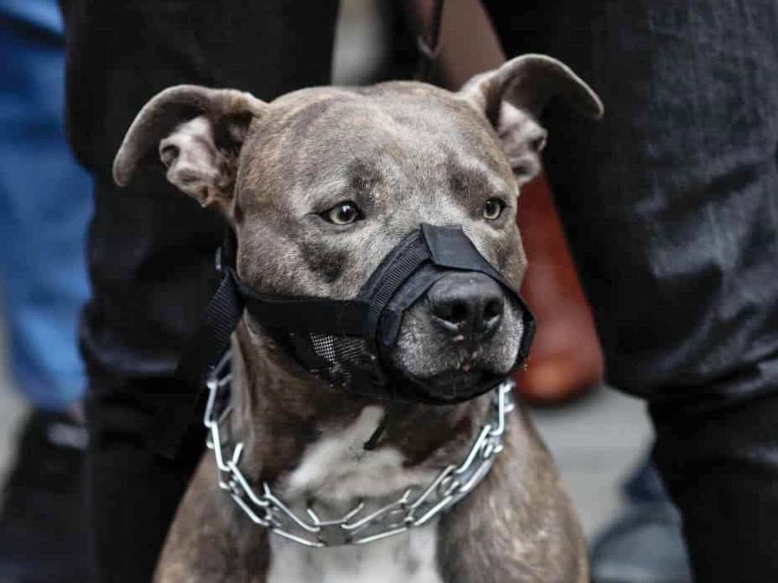 Pit bulls: Genetics, instinct or a reflection of human character?