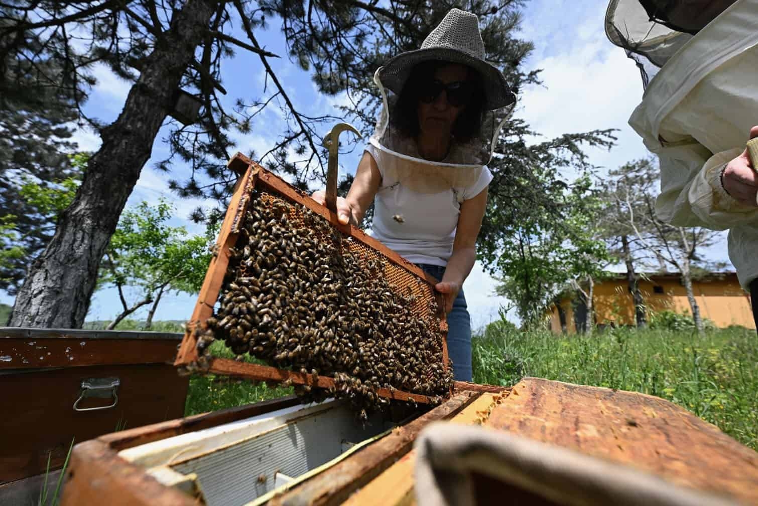 Big change for those catching bees in Tshwane