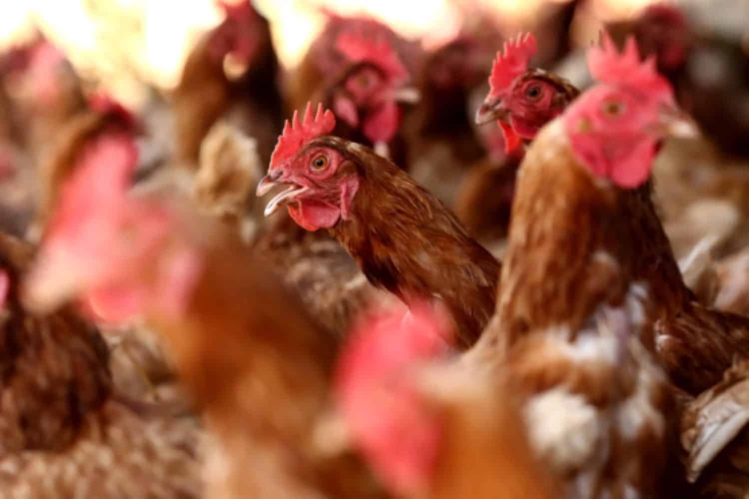 PIC stuffs more funds into Daybreak Foods, after chicken catastrophe