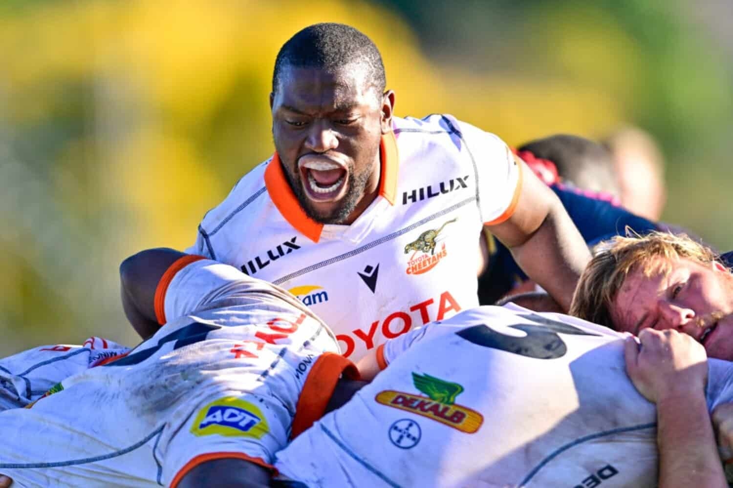 Currie Cup result: Cheetahs peep Sharks XV in cagey affair