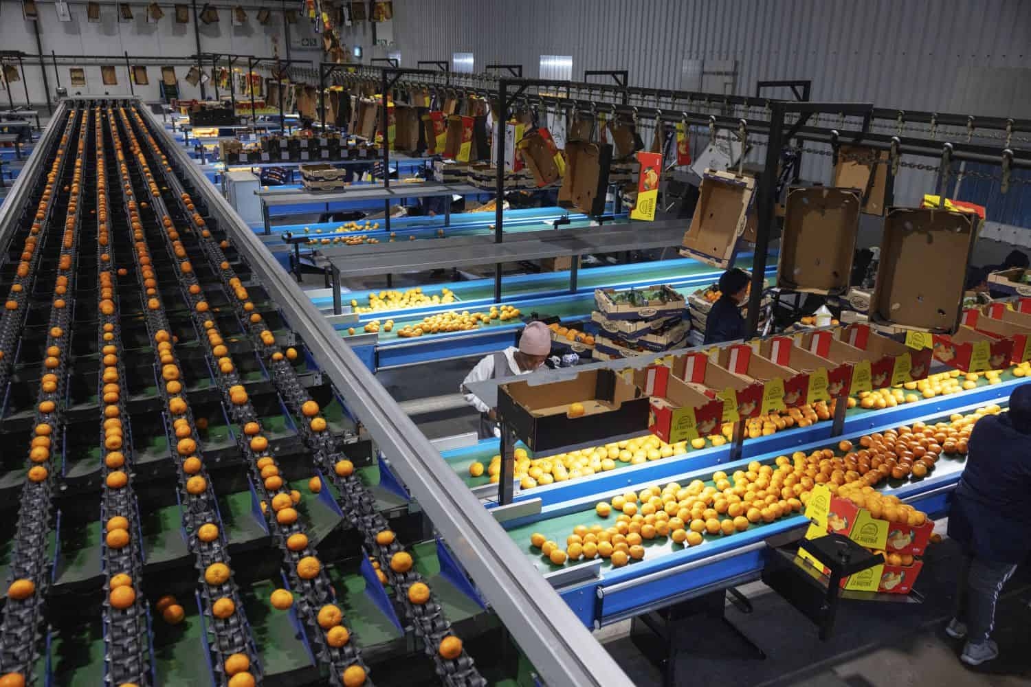 South African farmers on the frontline of US tariff hikes